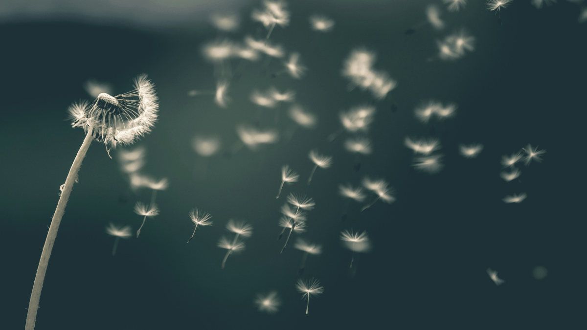 Close-up of a dandelion with seeds blowing away against a soft, blurred green background.